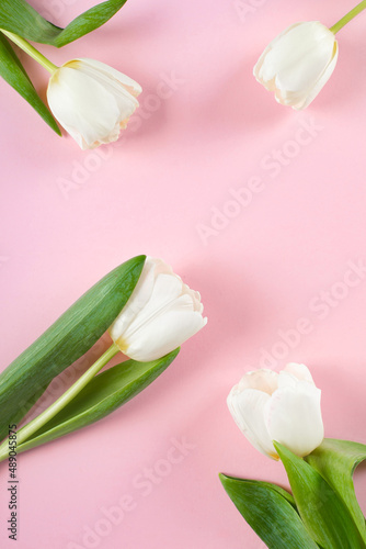 Fototapeta Naklejka Na Ścianę i Meble -  White tulips on pink background. Minimal style greeting card. Flat lay, top view, copy space