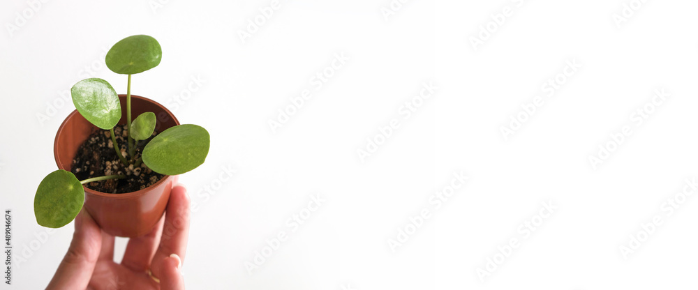 Hand holding a young Pilea Peperomioides Mojito, variegated chinese money houseplant in pot. A succulent with round, green leaves with splashes of pale green. Isolated on white background, copyspace. Hand holding a young Pilea Peperomioides Mojito, variegated chinese money houseplant in pot. A succulent with round, green leaves with splashes of pale green. Isolated on white background, copyspace.