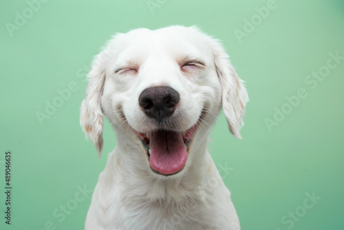 Happy smiling puppy dog expression, Isolated on green background