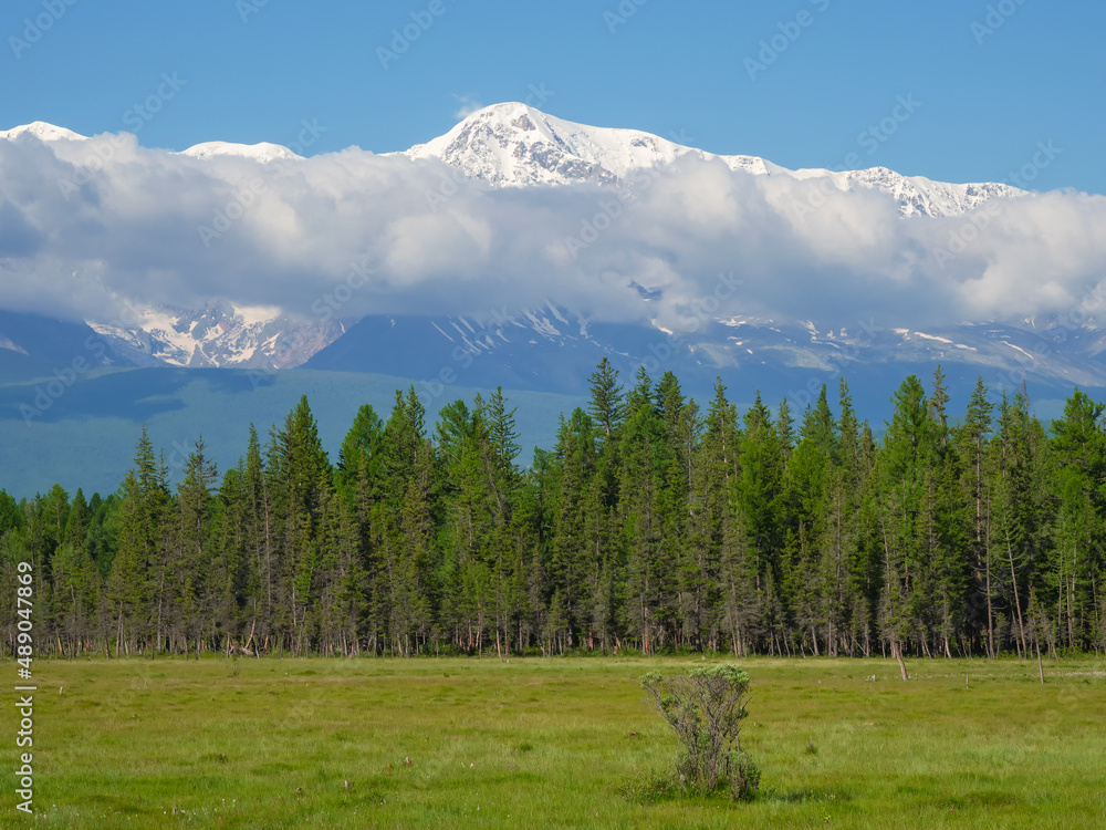 White snowy peaks of mountains in the distance over a coniferous forest and a green spring pasture. Bright alpine landscape with snowy mountain peak in sunny day.
