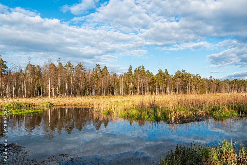Spring landscape with flat marshes and a river on the bank of a sparse woodland on a clear sunny day. Swampy plain. Coastal wetlands. view over river marshes on spring day. Spring landscape with flat marshes and a river on the bank of a sparse woodland on a clear sunny day. Swampy plain. Coastal wetlands. view over river marshes on spring day.