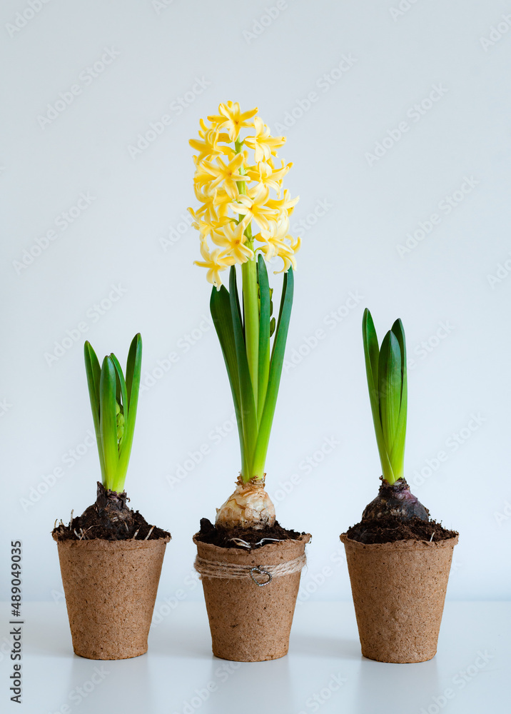 yellow hyacinth flower in a peat pot on a white background table.
