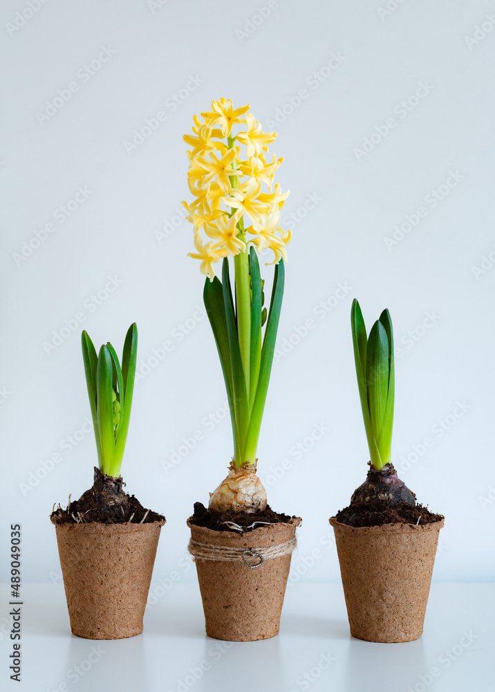 yellow hyacinth flower in a peat pot on a white background table. yellow hyacinth flower in a peat pot on a white background table.