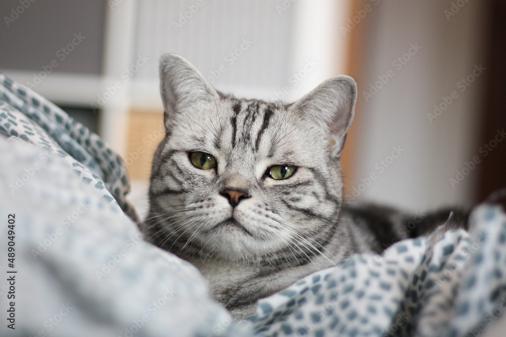 Kater Katze Britisch Kurzhaar BKH Kater Katze Britisch Kurzhaar BKH