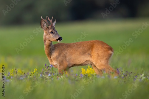 Young roe deer, capreolus capreolus, looking on wildflowers in summer nature. Immature buck observing on blossom meadow from side. Juvenile antlered mammal standing on grass.