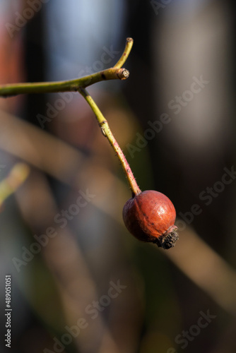 Rosehip fruit on a stem outside.