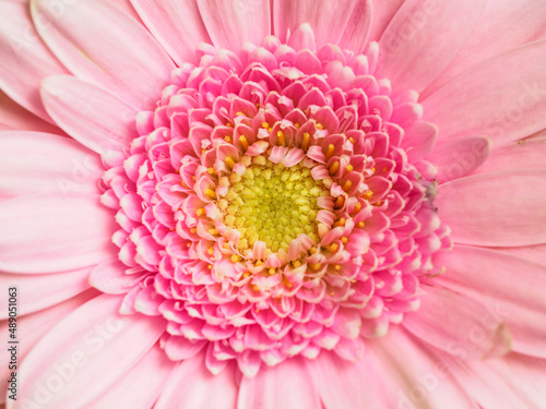 Detail of pink gerbera with yellow centre.