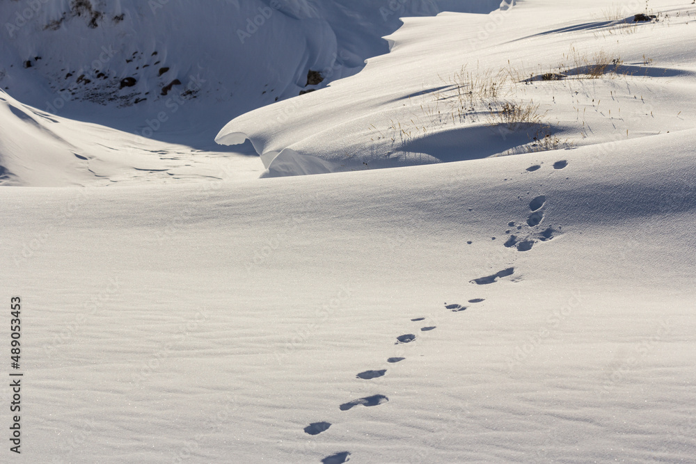Obraz premium arctic trail
