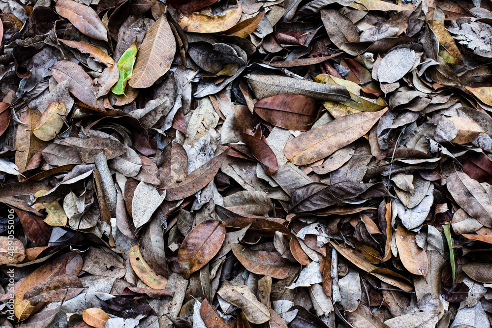 Colorful autumn fallen leaves on brown forest soil background. Dried leaves