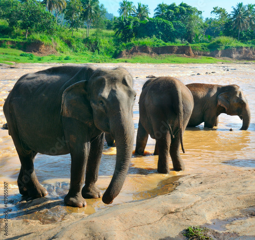 Adult elephants and baby elephants bathe in the river.