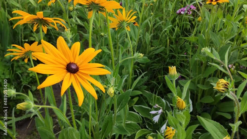 Yellow Rudbeckia flowers in a summer garden. Yellow Rudbeckia flowers in a summer garden.