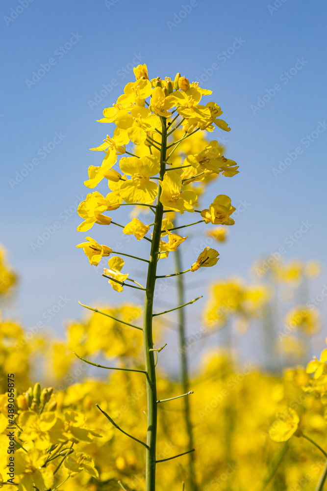 A close up of a canola/rapeseed flower in the spring sunshine A close up of a canola/rapeseed flower in the spring sunshine