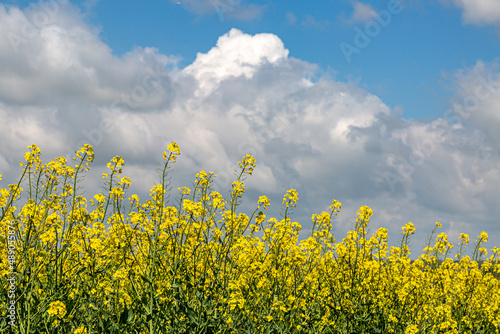 A field of rapeseed canola crops growing in the spring sunshine