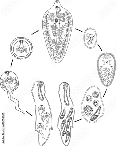 Coloring page with Life cycle of Sheep liver fluke (Fasciola hepatica) isolated on white background