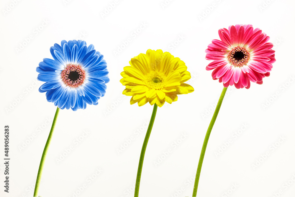 Fresh daisy flowers, close-up Fresh daisy flowers, close-up