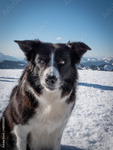 Chien border collie
