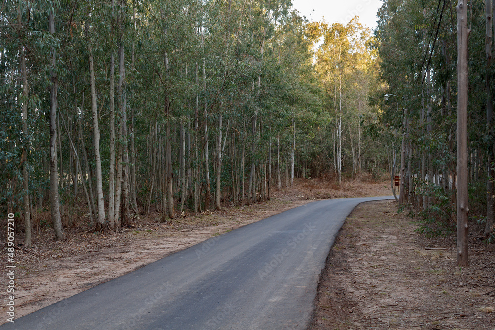 Fototapeta premium bosque