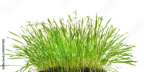 Green lush grass isolated on white