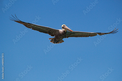 pelicano photo