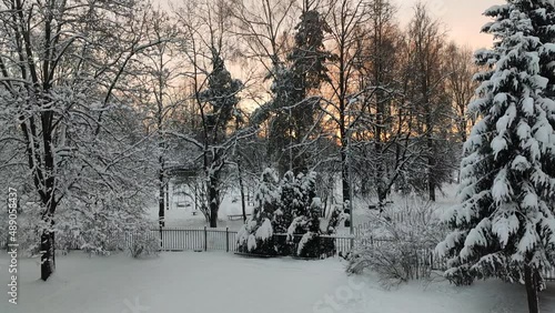 Snow-covered trees in an urban park. Winter sunrise.  photo