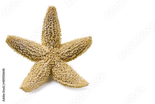 Macro view of sea star isolated on white background. 