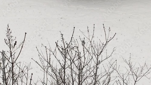 Tree tops on snow background photo