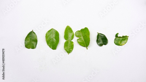 kaffir lime leaves or Citrus hystrix leaves is an aromatic leaf that is commonly used as a spice in cooking in Southeast Asia  photo
