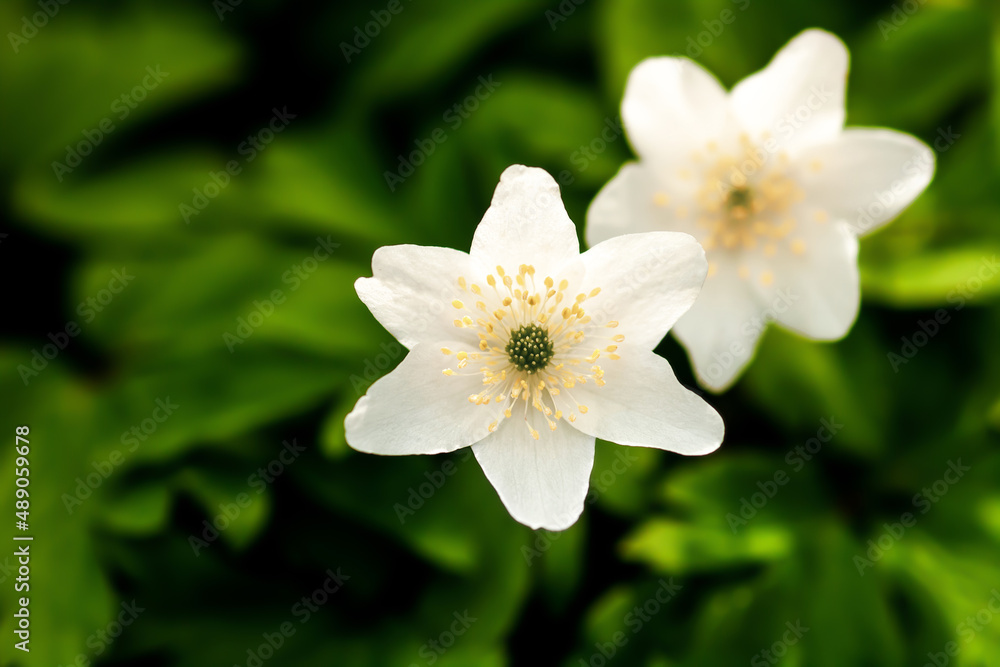 White spring wood flower Anemone nemorosa close up. Beautiful twindflower on green blurred background White spring wood flower Anemone nemorosa close up. Beautiful twindflower on green blurred background