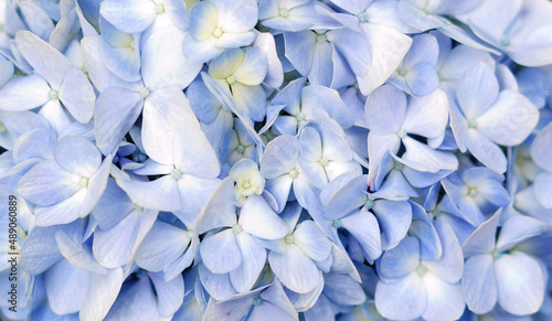blue hydrangea for floral background