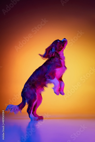 Portrait of little purebred dog, King Charles Spaniel isolated over gradient yellow purple background in neon. Concept of motion, beauty, fashion, breeds, pets love, animal