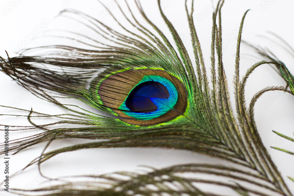 Obraz premium Peacock feather on a white background