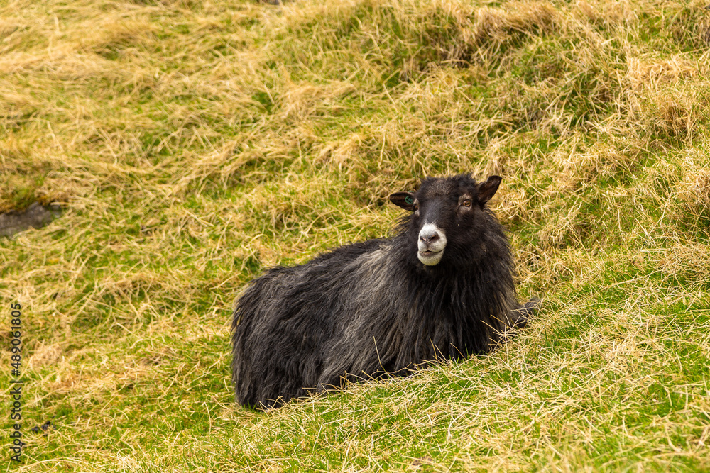Sheep grazing in a meadow, Bour, Faroe Islands. Sheep grazing in a meadow, Bour, Faroe Islands.