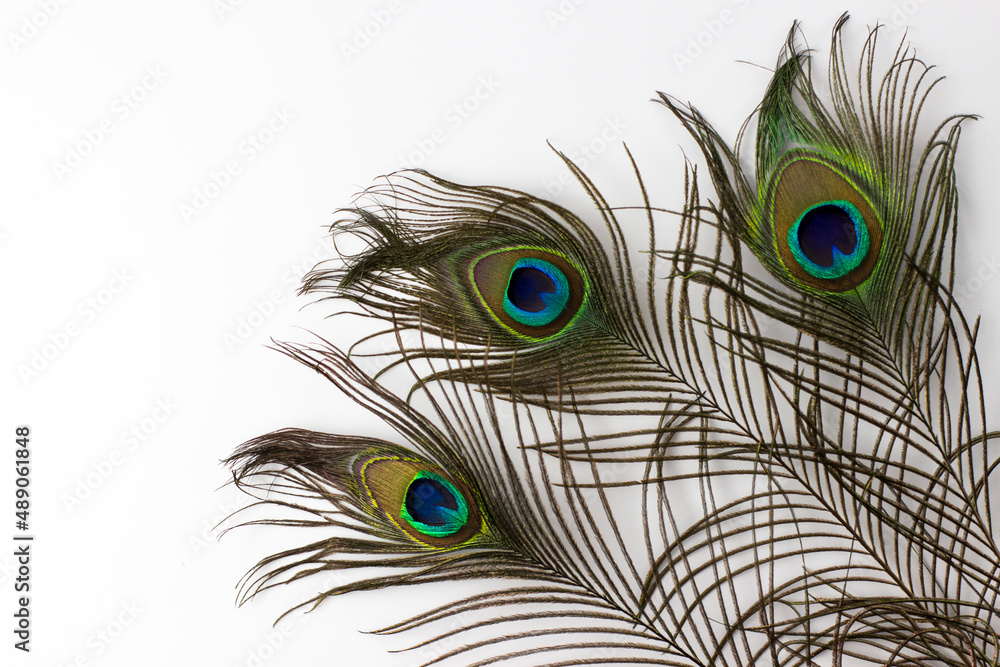 Obraz premium Peacock feather on a white background. Space for text