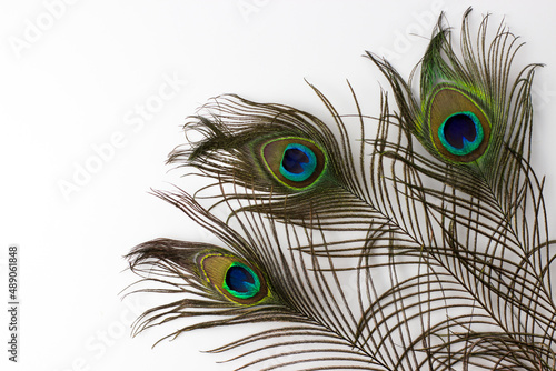 Peacock feather on a white background. Space for text