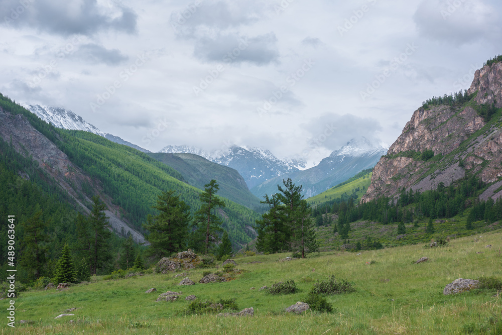 Atmospheric landscape with coniferous trees on green hill with view to high snow mountains ​in rainy low clouds. Beautiful green mountain valley and forest on ​sunlit hillside under gray cloudy sky.