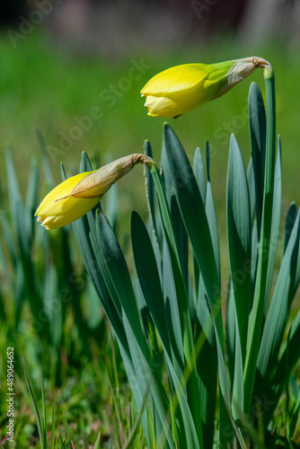 Two daffodil buds getting ready to open in Springtime © Diane N. Ennis