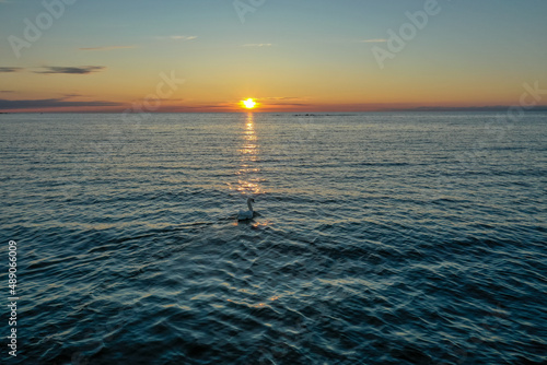 Aerial view of a lone white swan swimming in the Gulf of Finland against the backdrop of a beautiful sunset. Red-orange sky, ripples on the water.