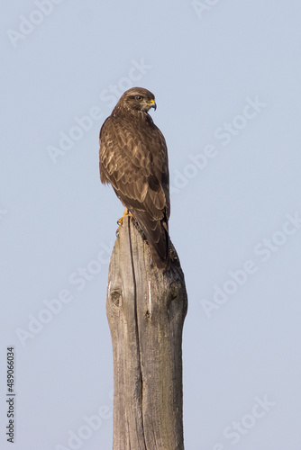 RETRATO DE BUSARDO O AGUILUCHO RATONERO BUTEO BUTEO POSADO EN UN PALO