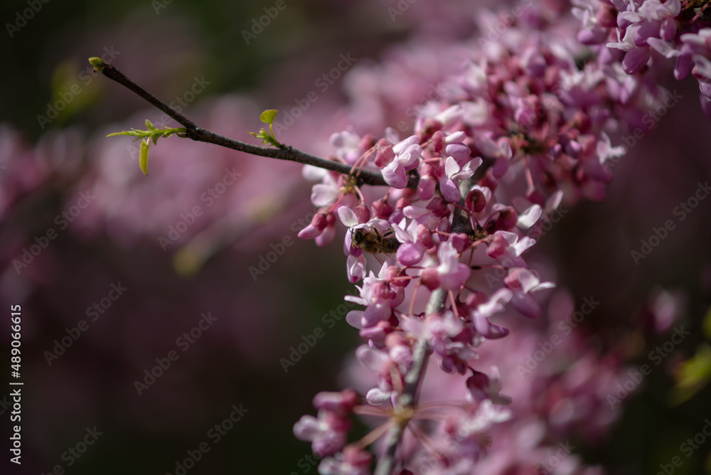 Sakura is the collective name of 11 species and several varieties of trees of the Plum subfamily; often denotes small-serrated cherry. Sakura is the collective name of 11 species and several varieties of trees of the Plum subfamily; often denotes small-serrated cherry.
