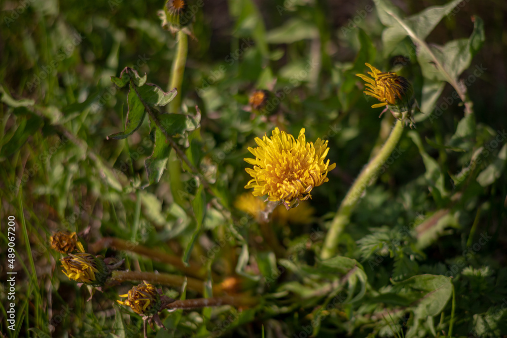 Dandelion in the grass. Yellow dandelion flower. Green grass. Close-up. Spring Green. Spring mood. Dandelion in the grass. Yellow dandelion flower. Green grass. Close-up. Spring Green. Spring mood.