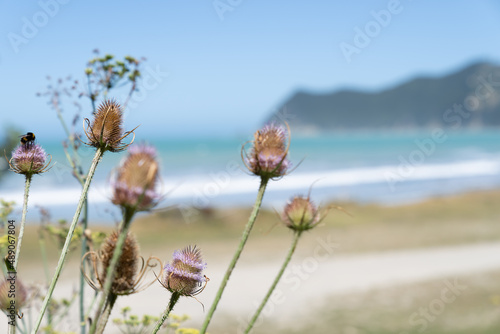 Scenic long beach at Waipiro Bay defocused in background beyond prickly thistle heads with bumblebee photo