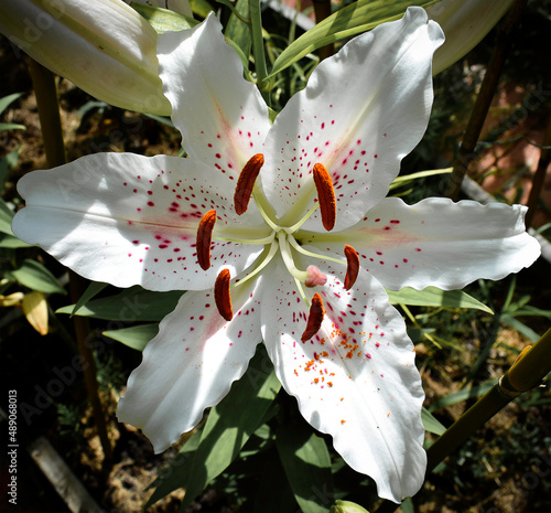 Lilium Muscadet photo