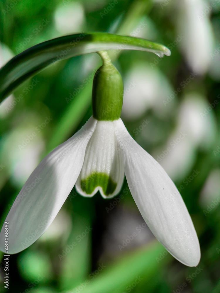 Fresh snowdrop flowers Fresh snowdrop flowers