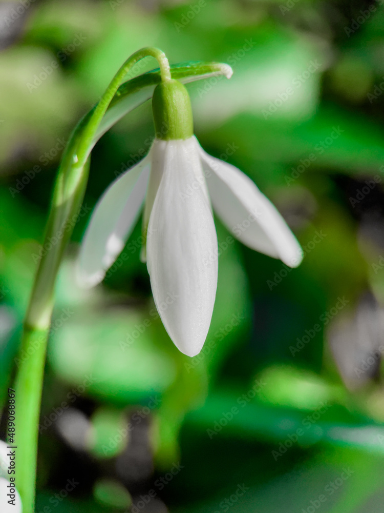 Fresh snowdrop flowers Fresh snowdrop flowers