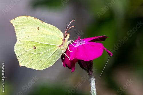 close-up view of brimstone butterfly - Gonepteryx rhamni, formerly Gonopteryx rhamni - sitting on the purple blossom of bloody William - Lychnis coronaria - and drinking some nectar.