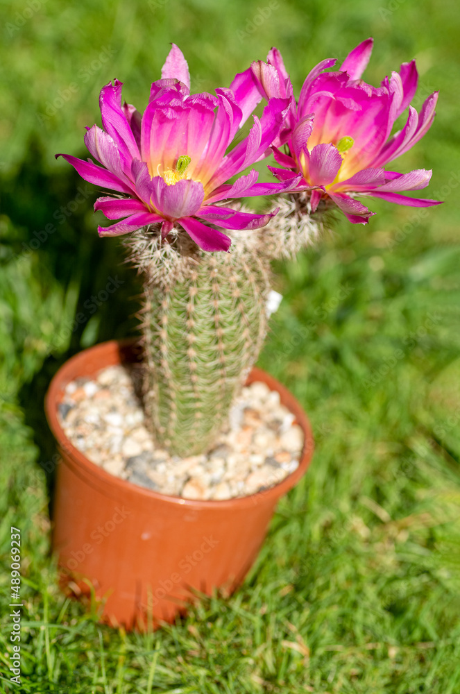 blooming cactus - Echinocactus bristolii