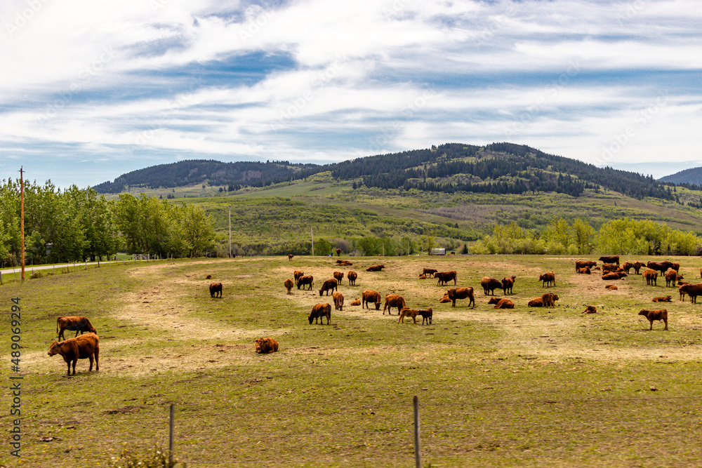 Obraz premium Cattle grazing in a field. MD of Pincher Creek. Alberta, Canada
