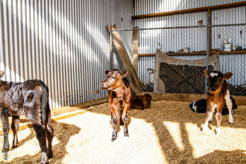 Working dairy farm in Taranaki, New Zealand