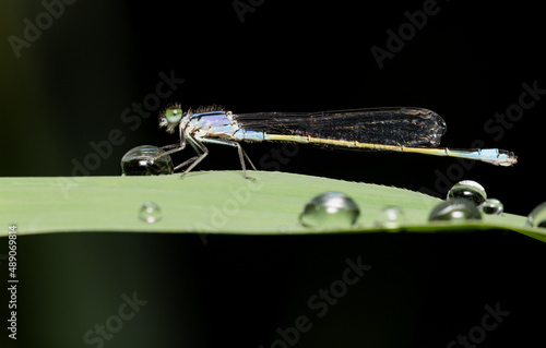 close-up view - macrophoto - of a blue damselfy sitting on reed