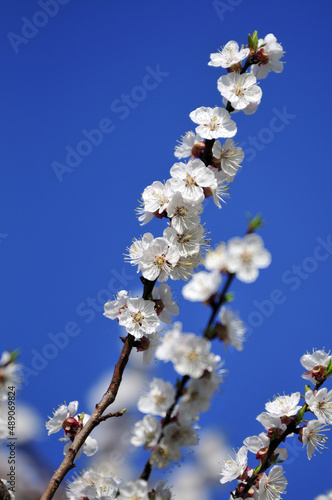 Spring flowering apricot against the blue sky